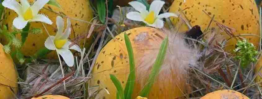 Pasqua in Irlanda, Easter Ireland