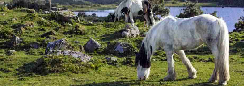 Cosa fare in Irlanda