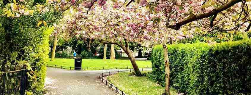 St Stephen's Green in fiore