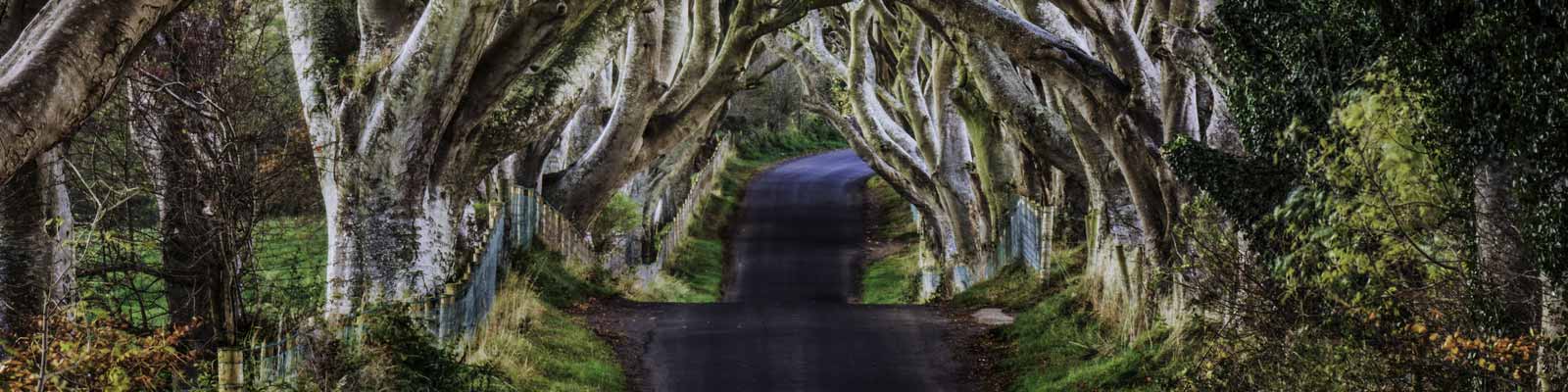 The Dark Hedges