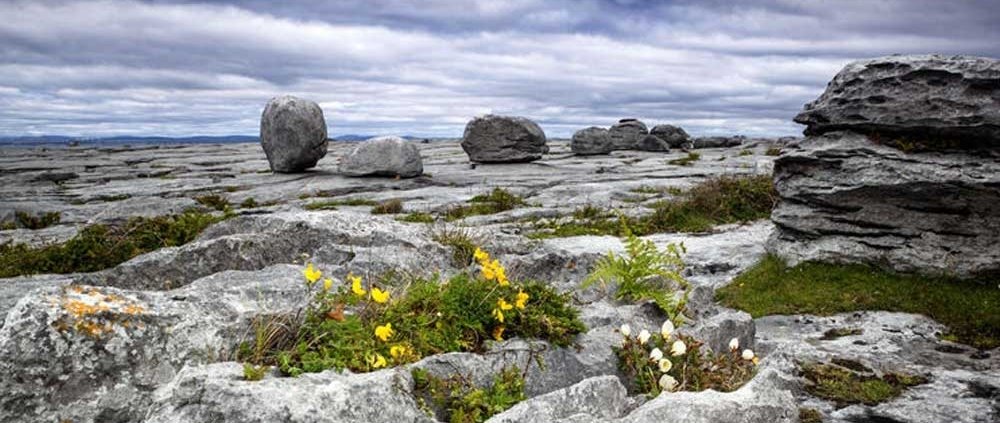 Ecosistema, la flora del Burren Ecosistema, la flora del Burren