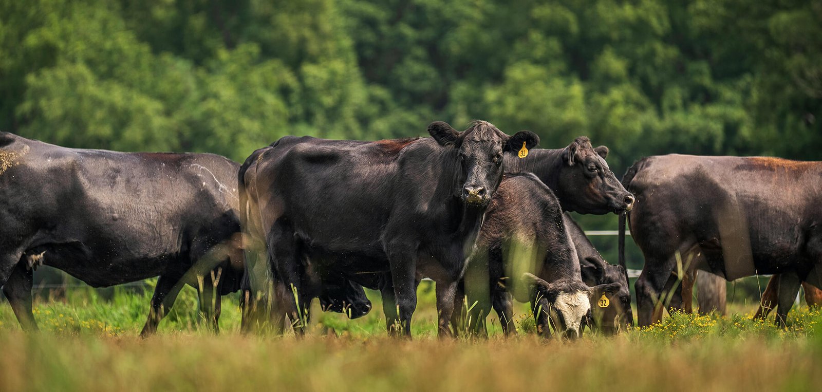 Angus, carne irlandese