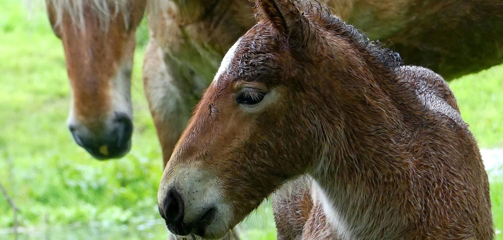 Cavalli e trazione equestre Uno splendido pony