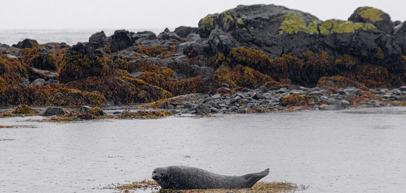 Foca Foca