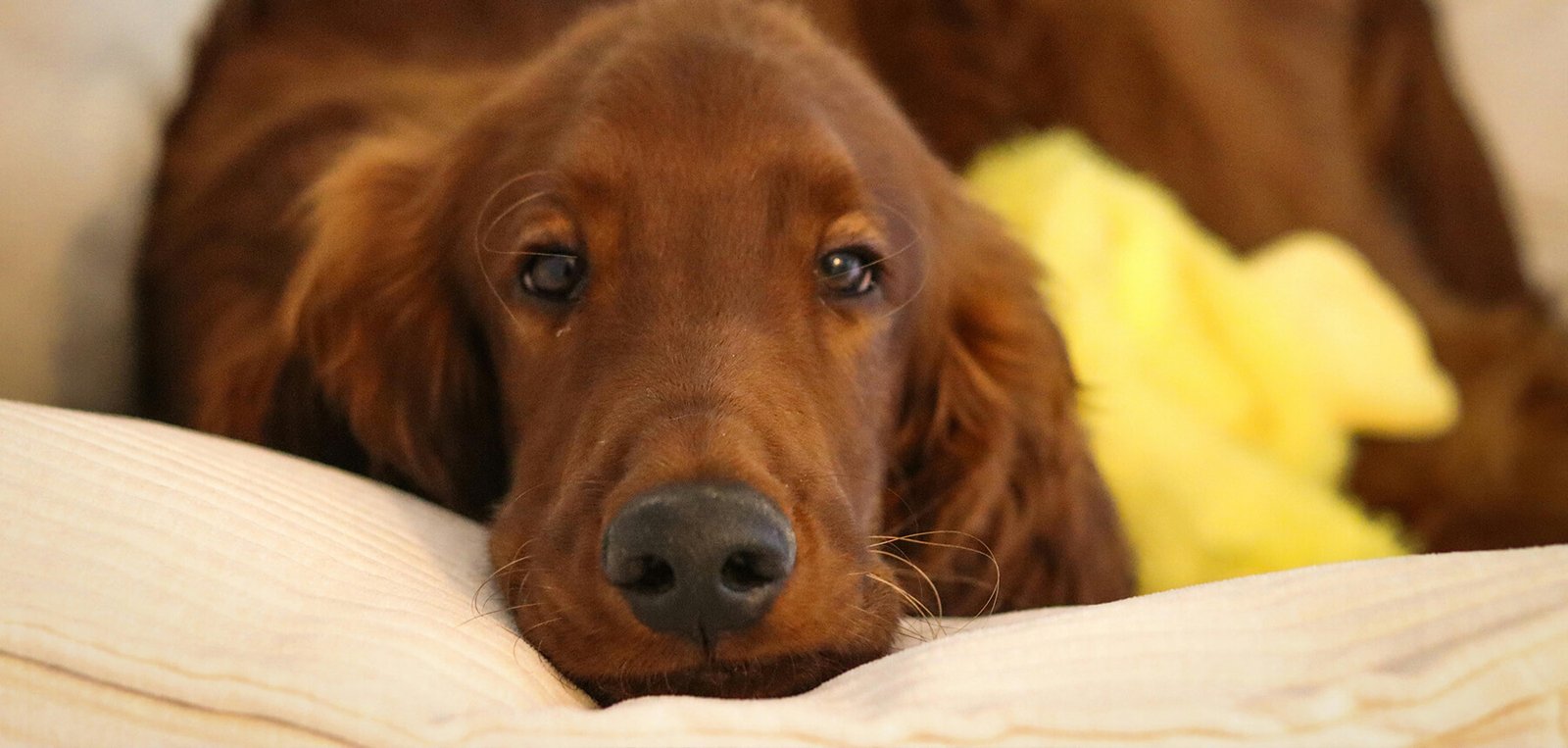 Cane setter irlandese che riposa su un morbido divano con un'espressione accogliente