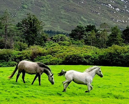 L'ippodromo di Ballybrit durante la Galway Race Week