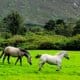 L'ippodromo di Ballybrit durante la Galway Race Week