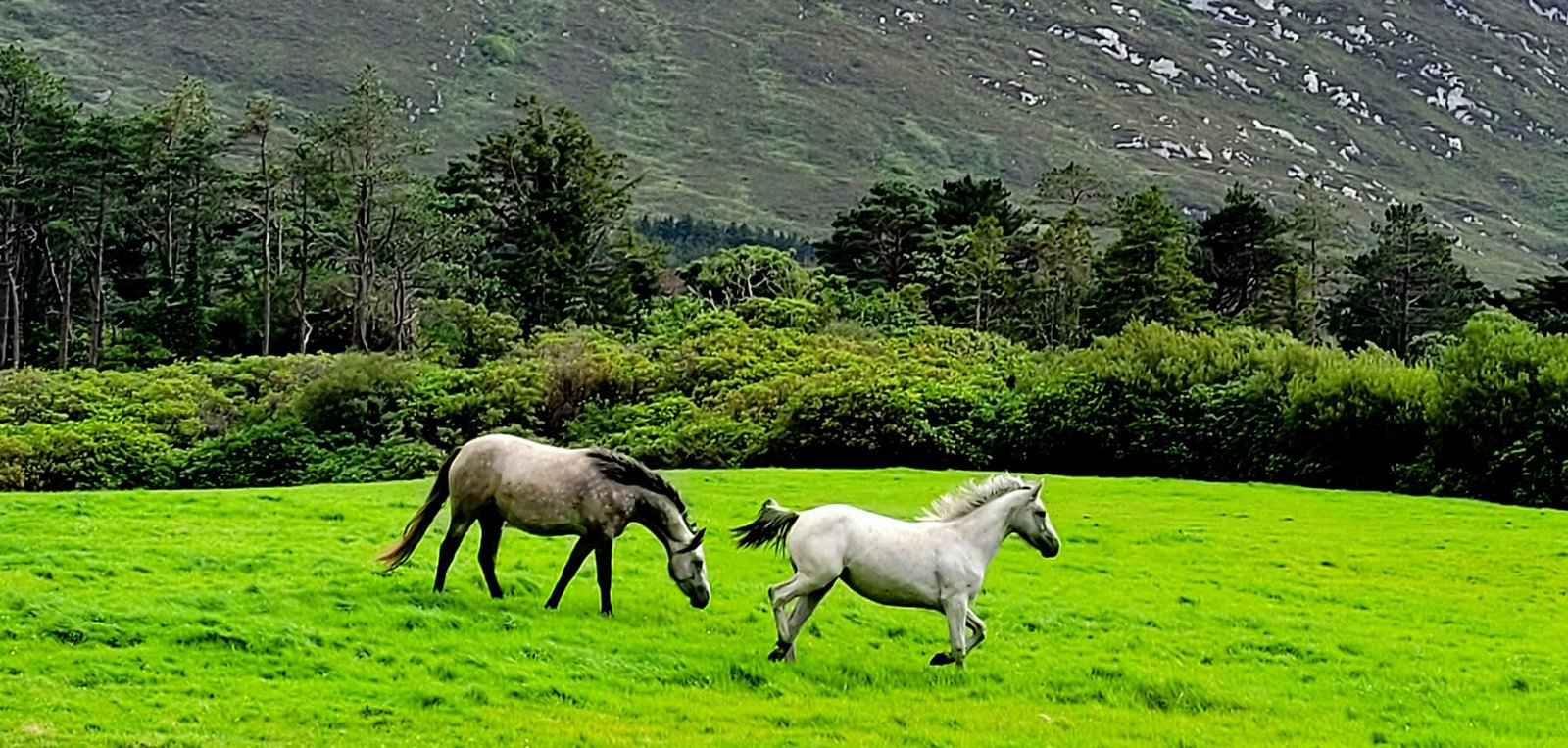 L'ippodromo di Ballybrit durante la Galway Race Week